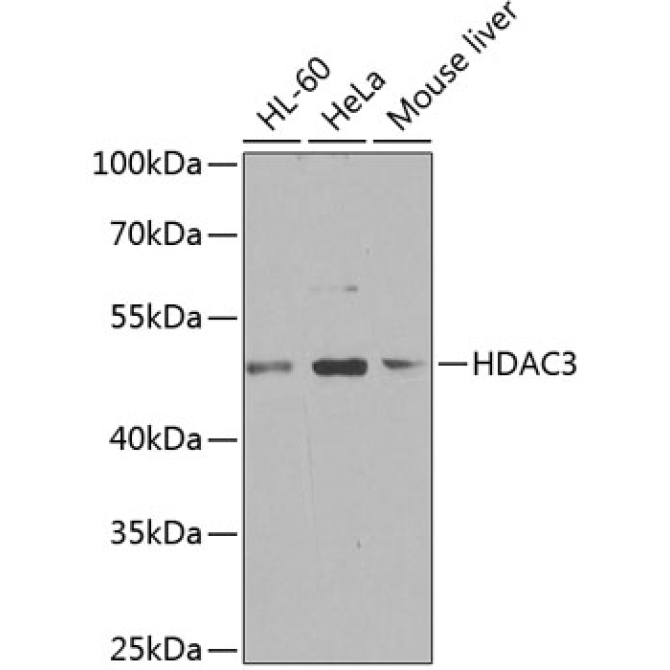HDAC3 Rabbit Polyclonal Antibody