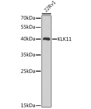 KLK11 Rabbit Polyclonal Antibody