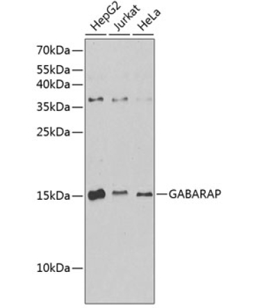 GABARAP Rabbit Polyclonal Antibody
