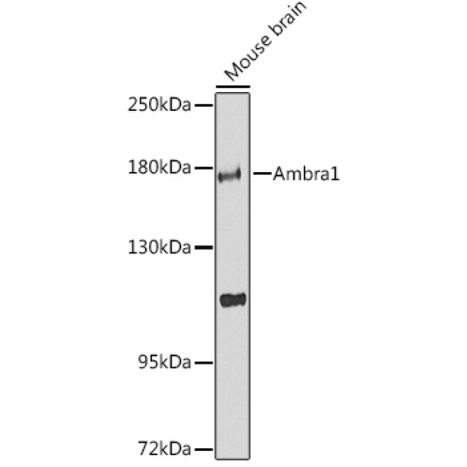 Ambra1 Rabbit Polyclonal Antibody