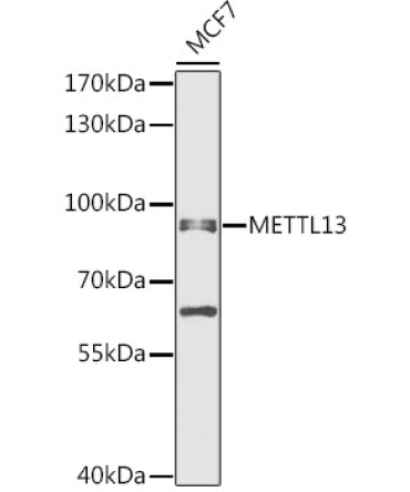 METTL13 Rabbit Polyclonal Antibody