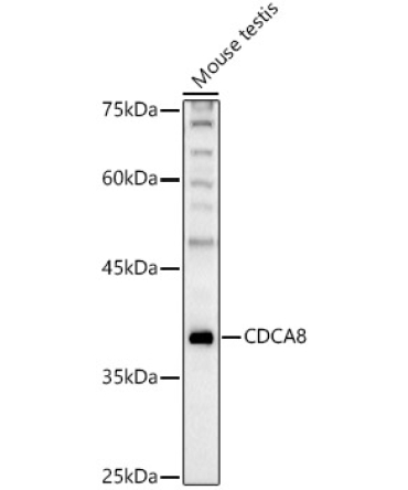 CDCA8 Rabbit Polyclonal Antibody