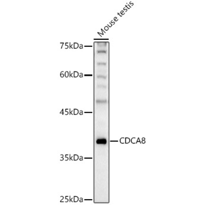 CDCA8 Rabbit Polyclonal Antibody