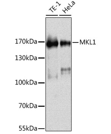 MKL1 Rabbit Polyclonal Antibody