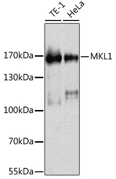 MKL1 Rabbit Polyclonal Antibody