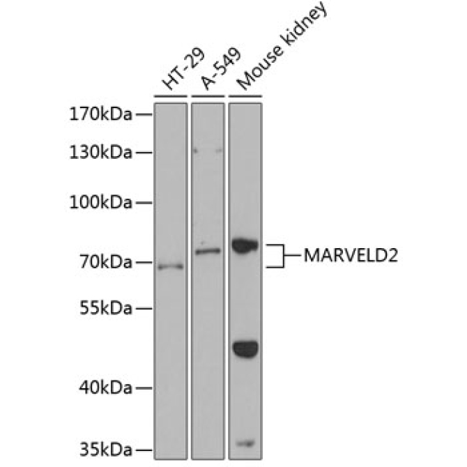 MARVELD2 Rabbit Polyclonal Antibody