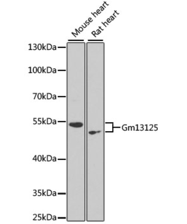 Gm13125 Rabbit Polyclonal Antibody