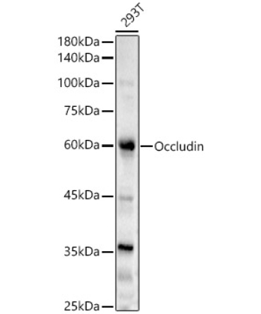 Occludin Rabbit Polyclonal Antibody