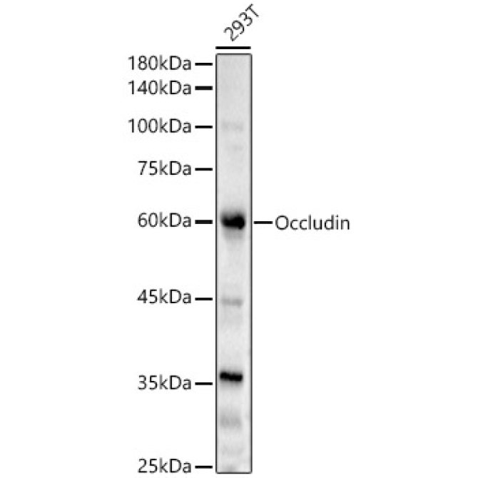 Occludin Rabbit Polyclonal Antibody