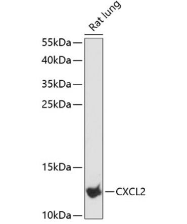 CXCL2 Rabbit Polyclonal Antibody