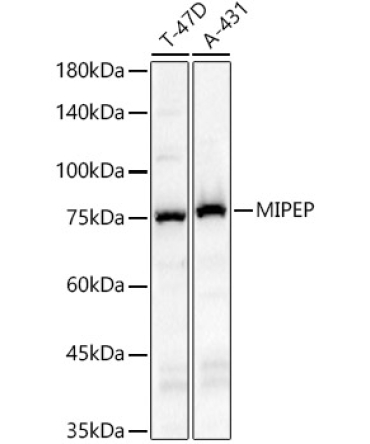 MIPEP Rabbit Polyclonal Antibody