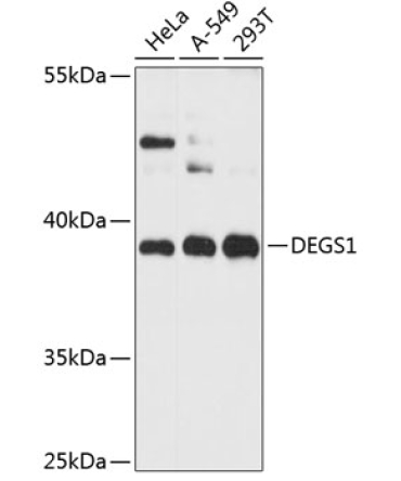 DEGS1 Rabbit Polyclonal Antibody