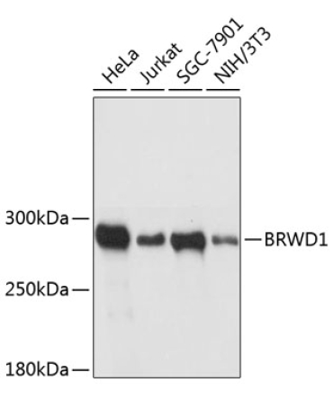 BRWD1 Rabbit Polyclonal Antibody