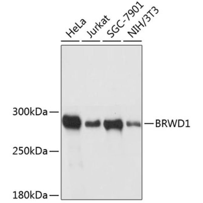BRWD1 Rabbit Polyclonal Antibody