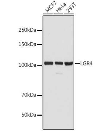 LGR4 Rabbit Polyclonal Antibody