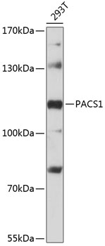 PACS1 Rabbit Polyclonal Antibody