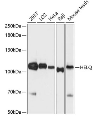 HEL308 Rabbit Polyclonal Antibody