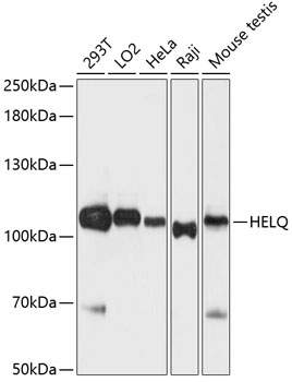 HEL308 Rabbit Polyclonal Antibody