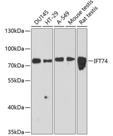 IFT74 Rabbit Polyclonal Antibody