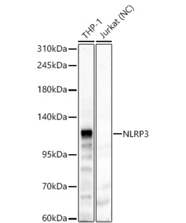 NLRP3 Rabbit Polyclonal Antibody