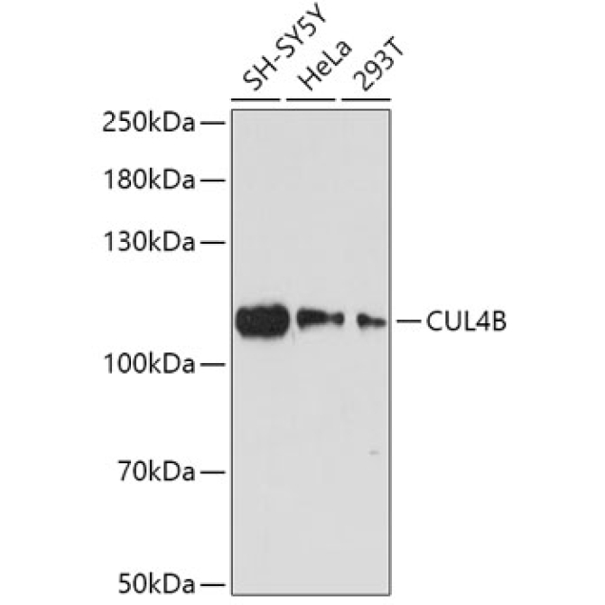 CUL4B Rabbit Polyclonal Antibody