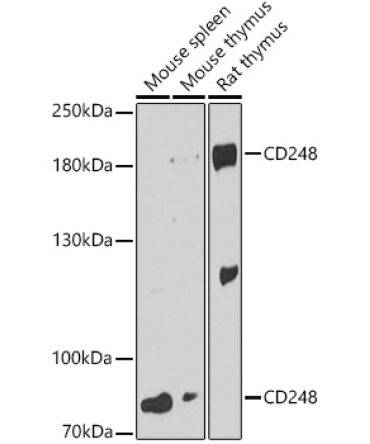 CD248 Rabbit Polyclonal Antibody