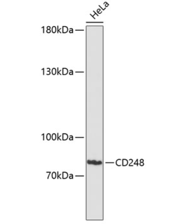 CD248 Rabbit Polyclonal Antibody