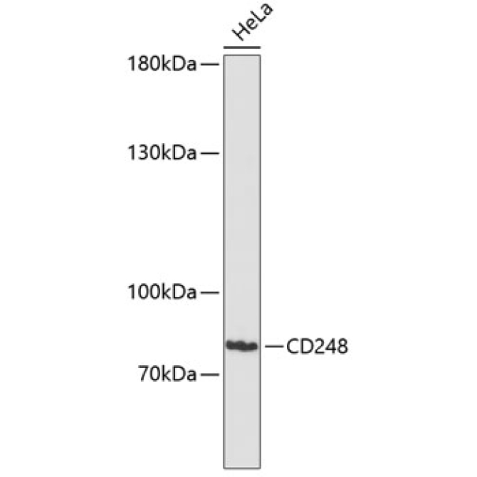 CD248 Rabbit Polyclonal Antibody