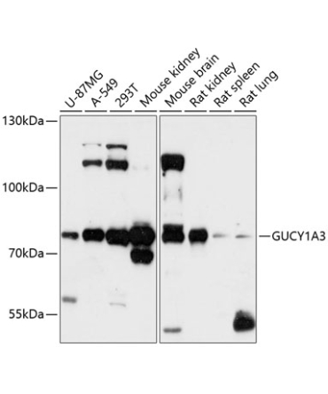GUCY1A3 Rabbit Polyclonal Antibody