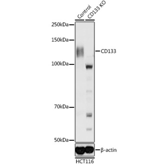 CD133 Rabbit Polyclonal Antibody [KO Validated]