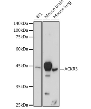 ACKR3 Rabbit Polyclonal Antibody