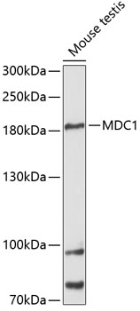 MDC1 Rabbit Polyclonal Antibody
