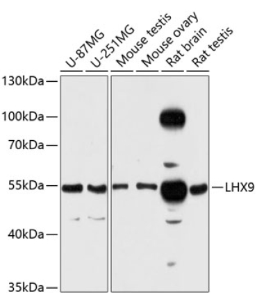 LHX9 Rabbit Polyclonal Antibody