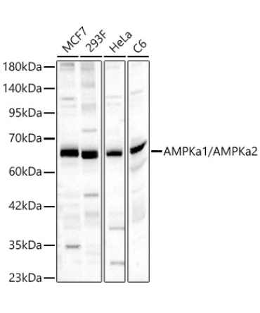 AMPKa1/AMPKa2 Rabbit Polyclonal Antibody