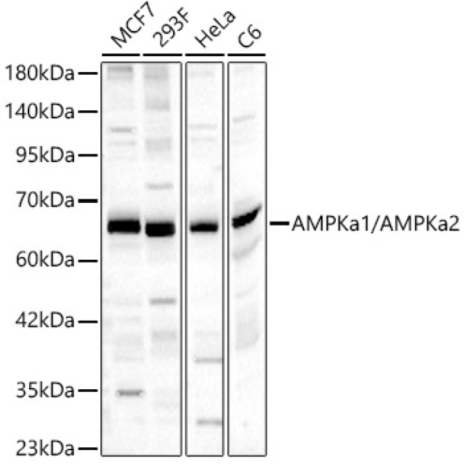 AMPKa1/AMPKa2 Rabbit Polyclonal Antibody
