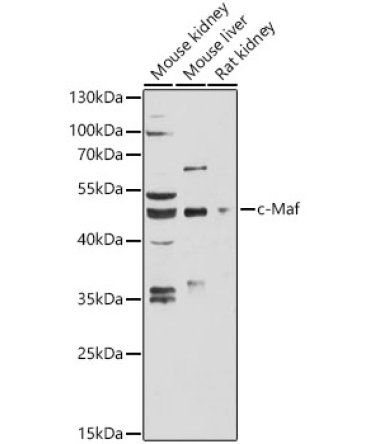 c-Maf Rabbit Polyclonal Antibody