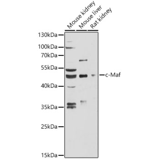 c-Maf Rabbit Polyclonal Antibody