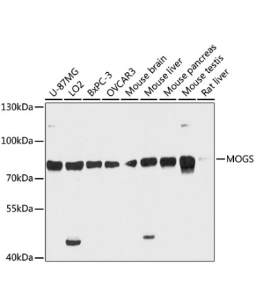 MOGS Rabbit Polyclonal Antibody