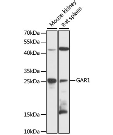 GAR1 Rabbit Polyclonal Antibody