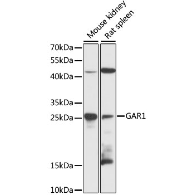 GAR1 Rabbit Polyclonal Antibody