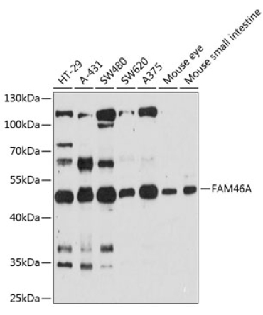FAM46A Rabbit Polyclonal Antibody
