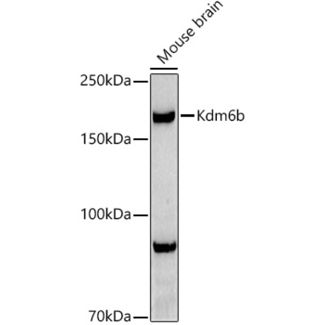 Kdm6b Rabbit Polyclonal Antibody