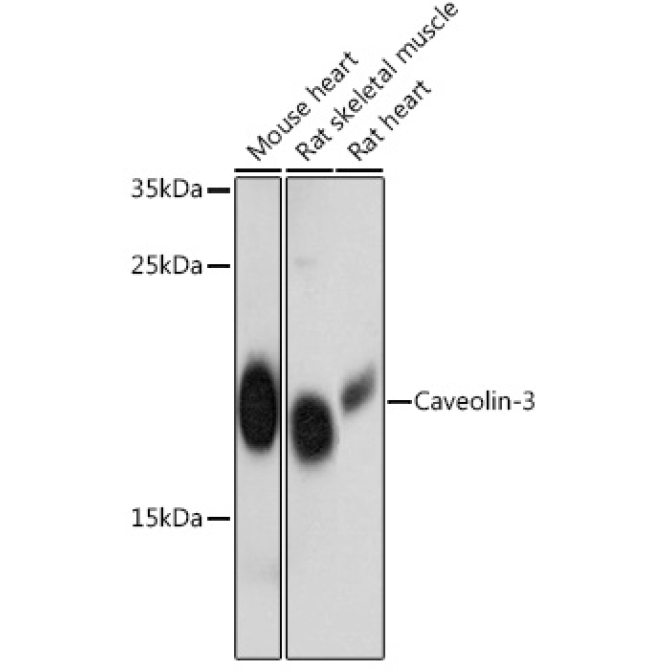 Caveolin-3  Rabbit Polyclonal Antibody