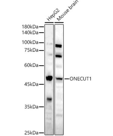 ONECUT1 Rabbit Polyclonal Antibody