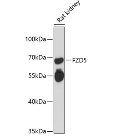 FZD5 Rabbit Polyclonal Antibody