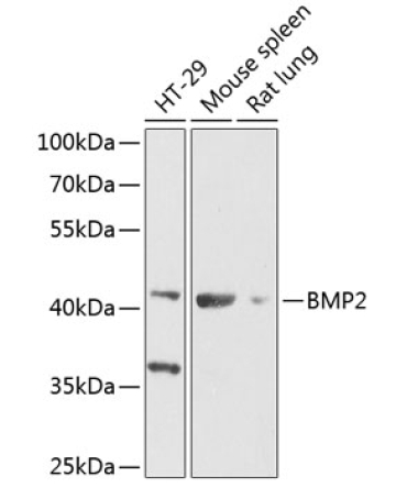 BMP2 Rabbit Polyclonal Antibody