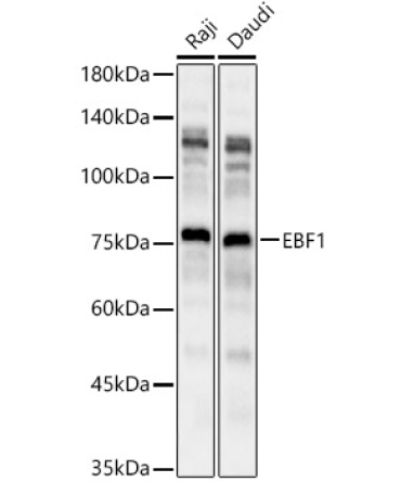 EBF1 Rabbit Polyclonal Antibody