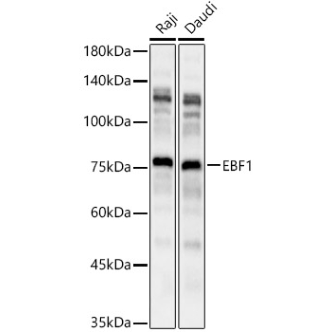 EBF1 Rabbit Polyclonal Antibody