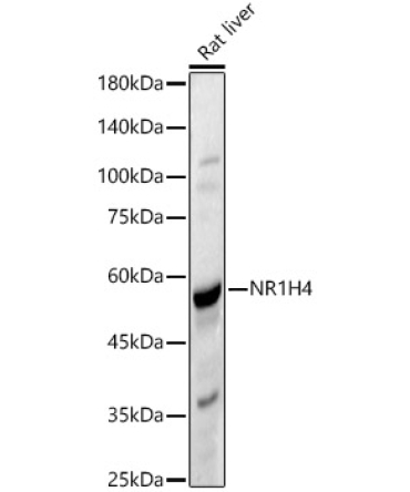 NR1H4 Rabbit Polyclonal Antibody