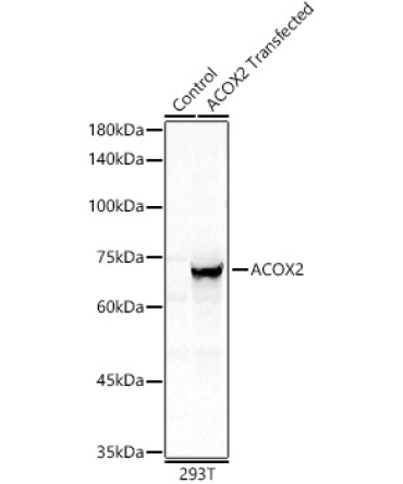ACOX2 Rabbit Polyclonal Antibody